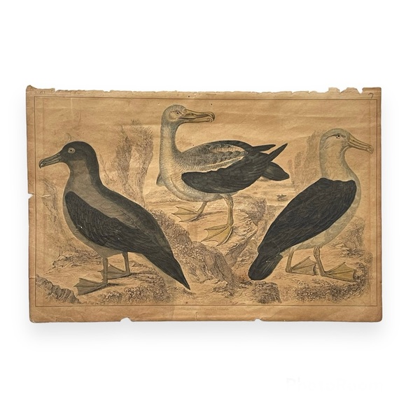 Antique Bird Illustrations - book plate etchings - Picture 3 of 15